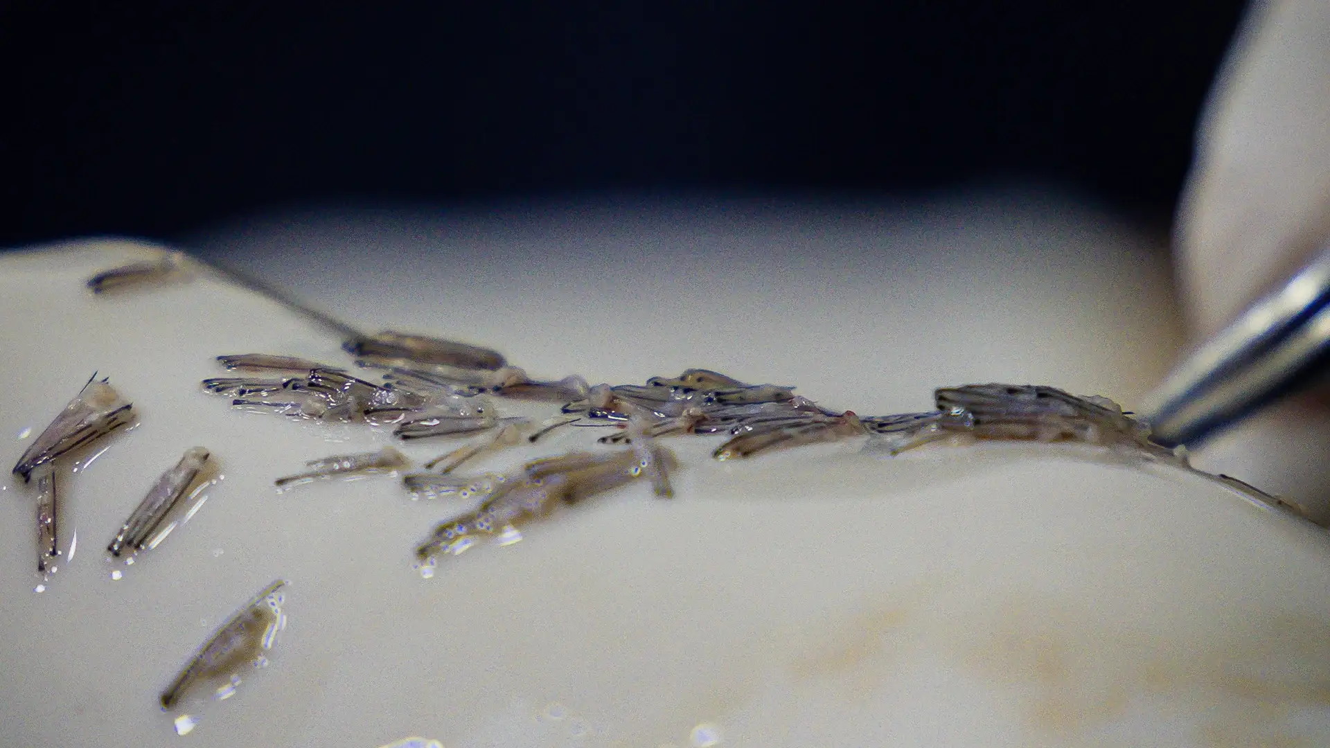 hair-follicle-extraction-donor-area