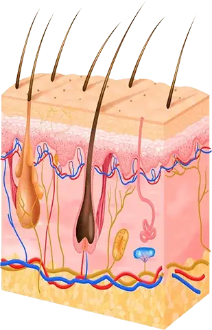 hair roots